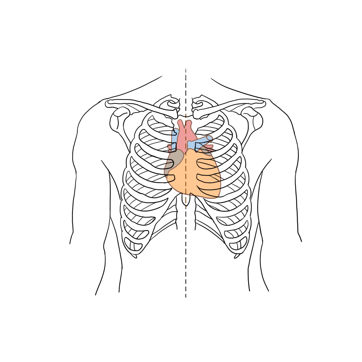 심장(Heart) | 인체정보 | 의료정보 | 건강정보 | 서울아산병원